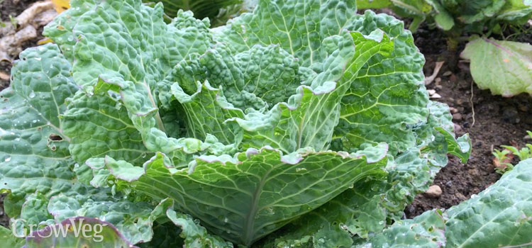 Leafy greens multiple sclerosis treatment