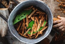 What happens to your brain on ayahuasca