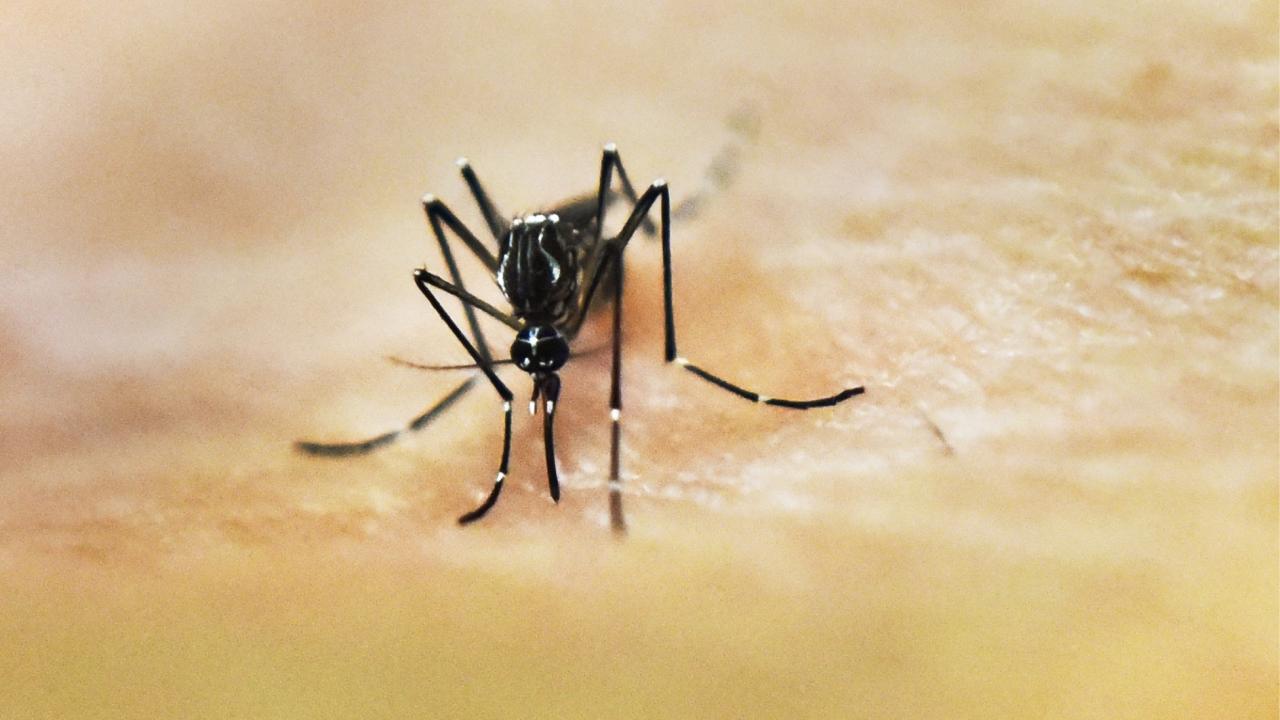 Mosquitoes swatting avoid mosquito bites aedes aegypti miss help feeding suggests Mosquitoes remember who swats who smells good