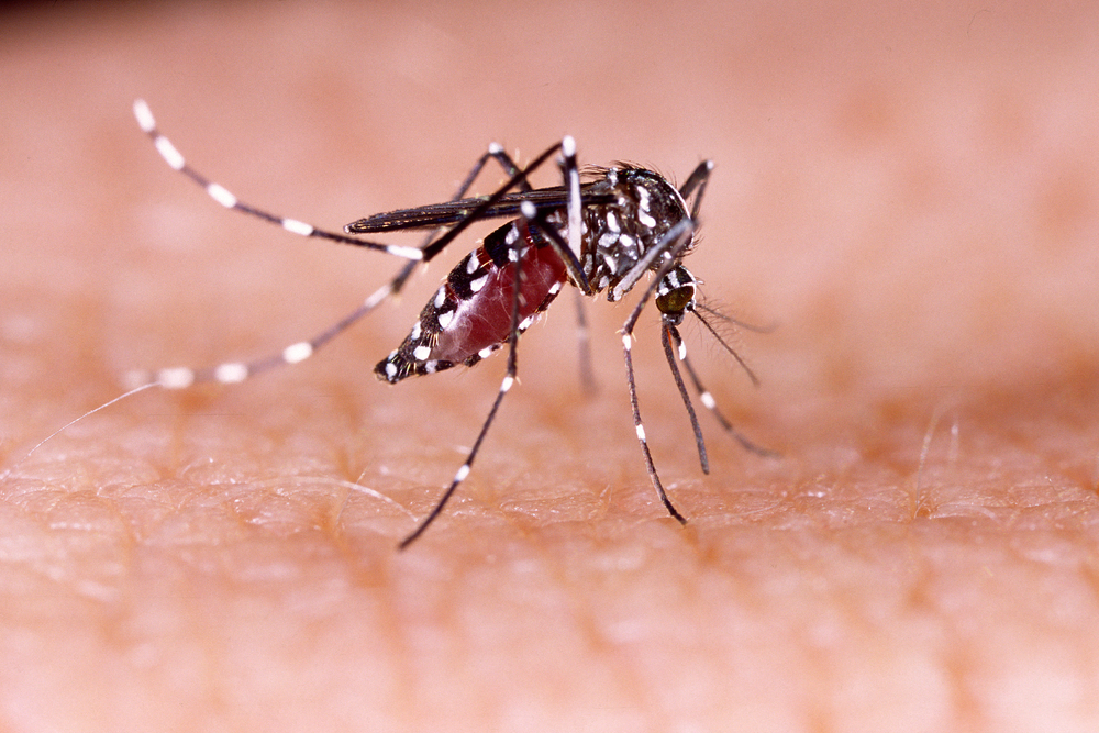 Zika olympics Zika wont travel far in usa