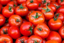 Are tomatoes good for you