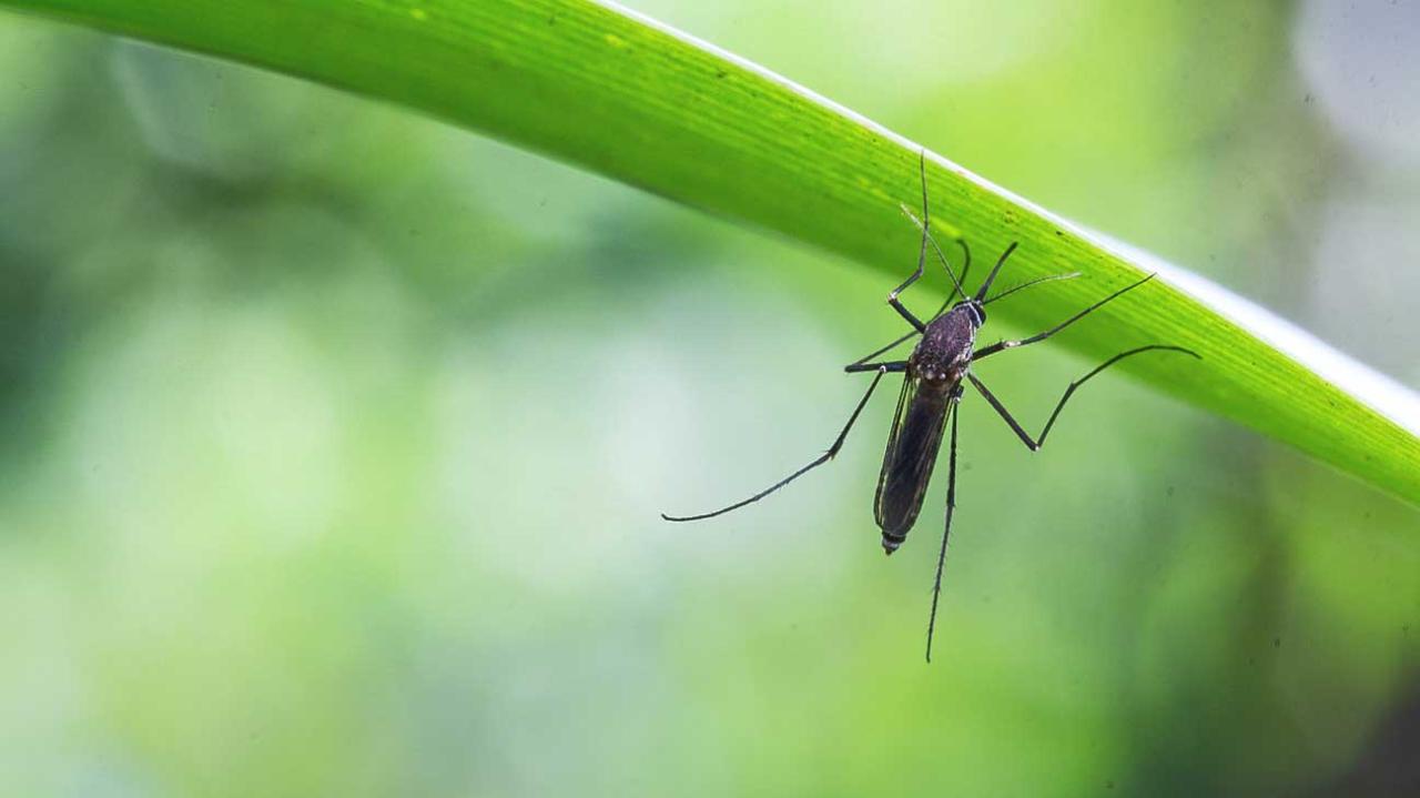 Fever malaria virus zika mosquito dengue carried chikungunya nile nih vivax plasmodium ncbi vaccine born contributed institutes nlm