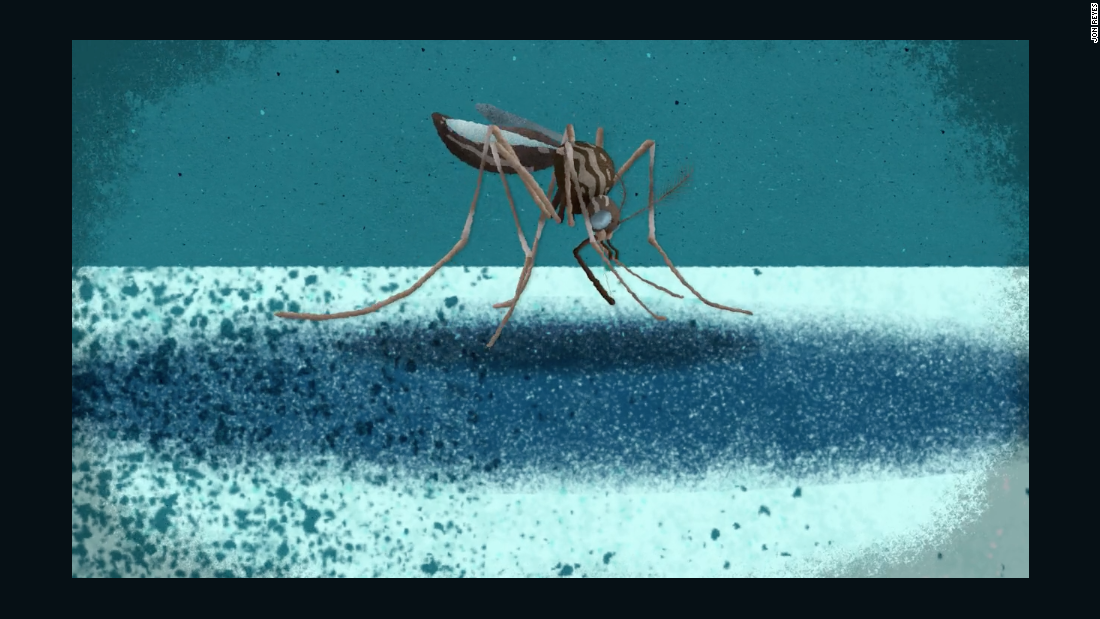 Cdc reveals spread of mosquitoes able to carry zika