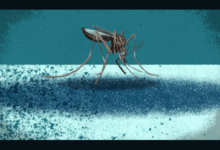Cdc reveals spread of mosquitoes able to carry zika