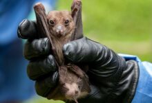 Could the marburg virus start another outbreak what we know