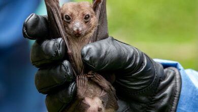Could the marburg virus start another outbreak what we know