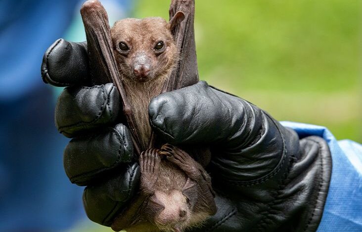 Could the marburg virus start another outbreak what we know