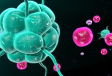 New car t cell immunotherapy shows promise in treating lupus