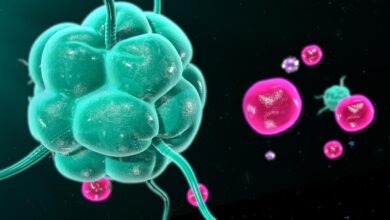 New car t cell immunotherapy shows promise in treating lupus