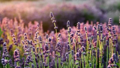 Campaign for Gigi Secures Significant Parliamentary Support in Push for Enhanced Nursery Safety