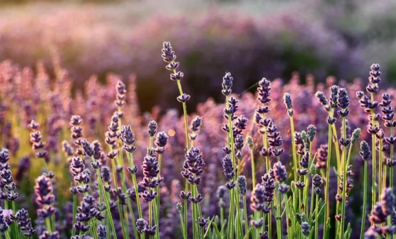 Campaign for Gigi Secures Significant Parliamentary Support in Push for Enhanced Nursery Safety