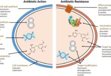 Why urinary tract infections are so difficult to treat now