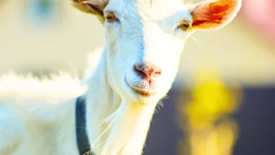 The Benefits of Goat Milk-Based Formula for Babies: Is It Right for Your Baby?