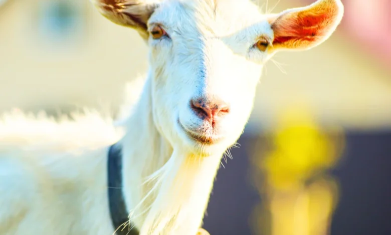 The Benefits of Goat Milk-Based Formula for Babies: Is It Right for Your Baby?