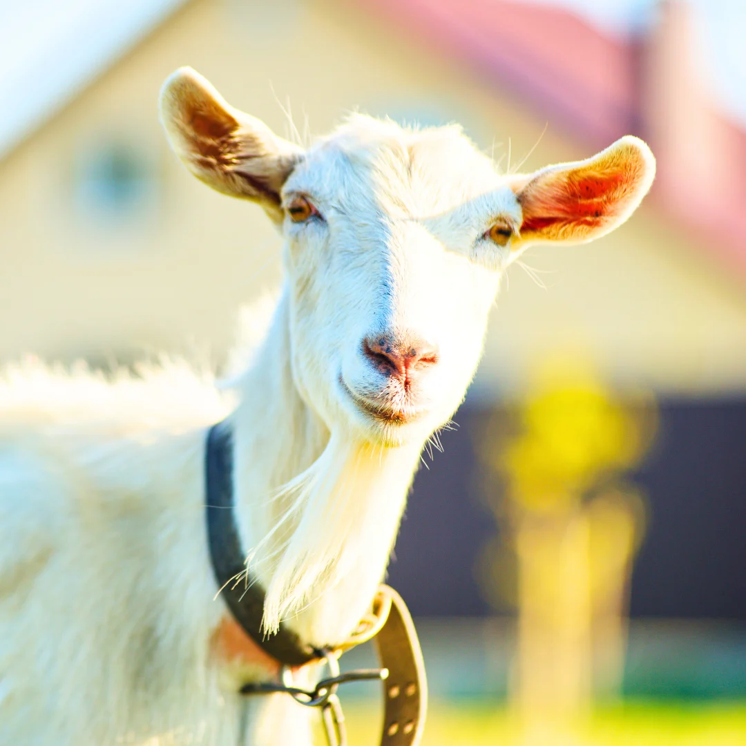The Benefits of Goat Milk-Based Formula for Babies: Is It Right for Your Baby?