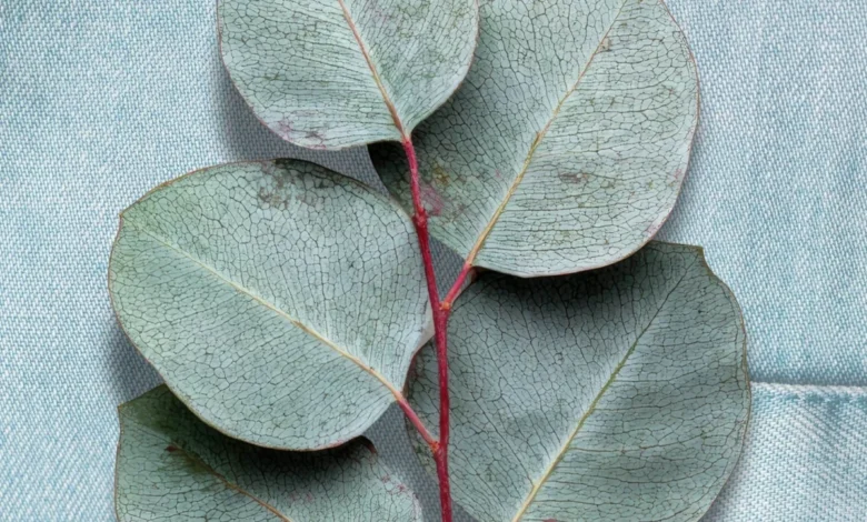 Understanding Lyocell Fabric: A Technical Analysis of Sustainability Production Processes and Global Market Impact